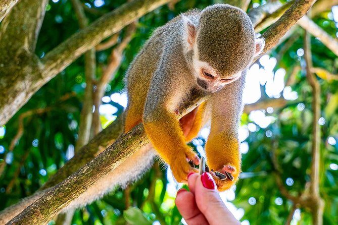 Monkeyland & Plantation Safari Full Day from Juan Dolio - Key Points
