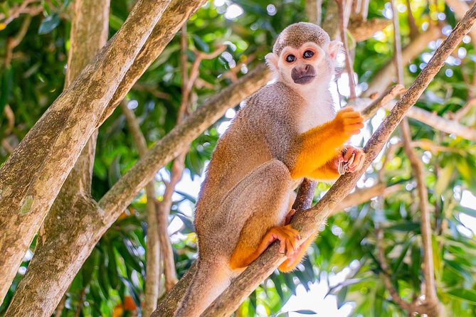 Monkeyland & Plantation Safari Full Day From Juan Dolio - Inclusions of the Tour