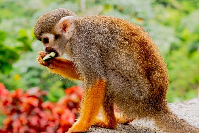 Monkeyland Samana Shared Adventure - Key Points