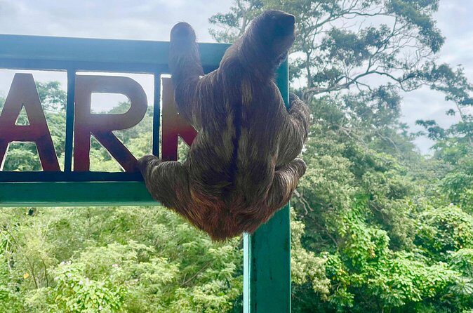 Monkeys and sloths, private tour , and beach - Analyzing the Cost and Value