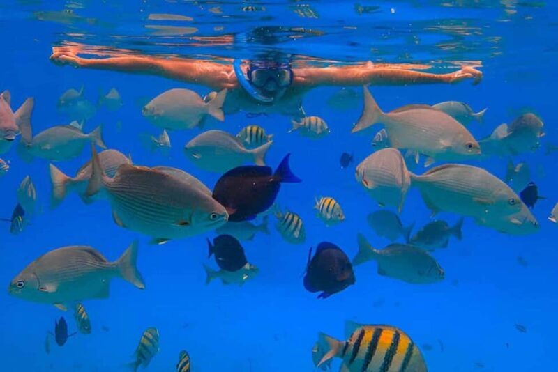 Monkeys and Snorkel Adventure in Sosúa, Puerto Plata - An Authentic Mix of Underwater and Jungle Adventure