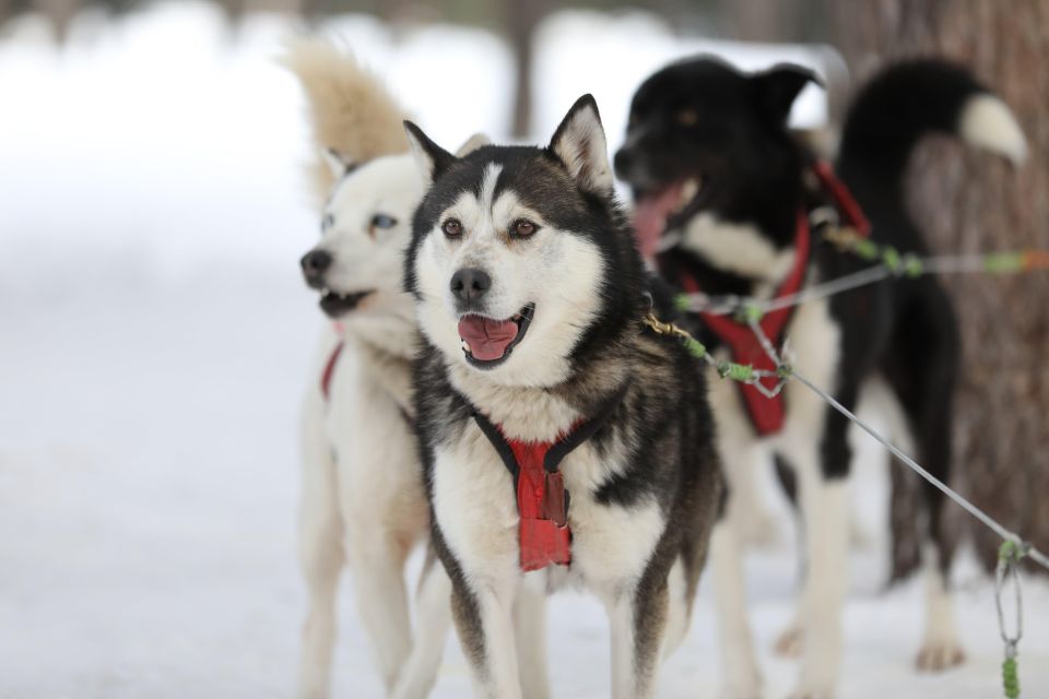 Mont-Tremblant: Dogsledding Experience - Inclusions and Exclusions