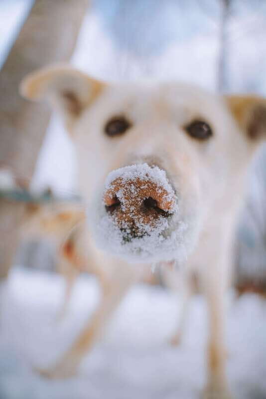 Mont-Tremblant: Dogsledding Upper Laurentians - Final Thoughts: Who Should Consider This Tour?