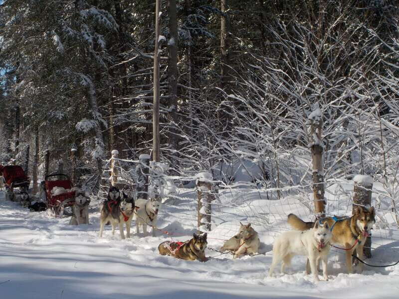 Mont-Tremblant: Dogsledding Valley Adventure - An Authentic and Scenic Dogsledding Experience in Tremblant