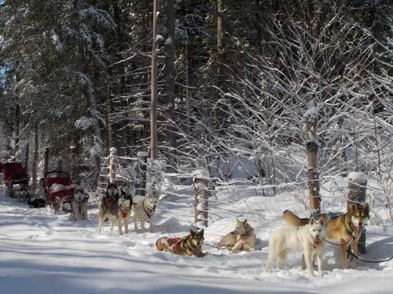 Mont-Tremblant: Dogsledding Valley Adventure - Frequently Asked Questions