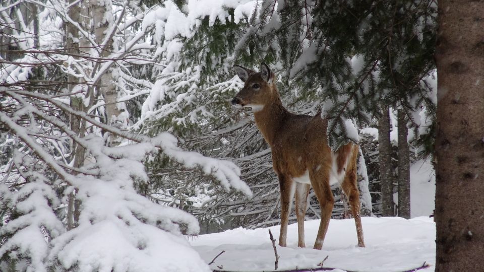 Mont-Tremblant: Fire Man Guided Snowshoe Tour - Inclusions and Exclusions