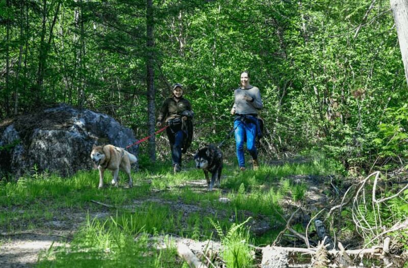 Mont-Tremblant: Sled Dog Hiking Experience - What to Expect from the Mont-Tremblant Sled Dog Hike