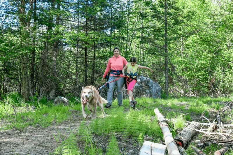 Mont-Tremblant: Sled Dog Hiking Experience - Analyzing the Value