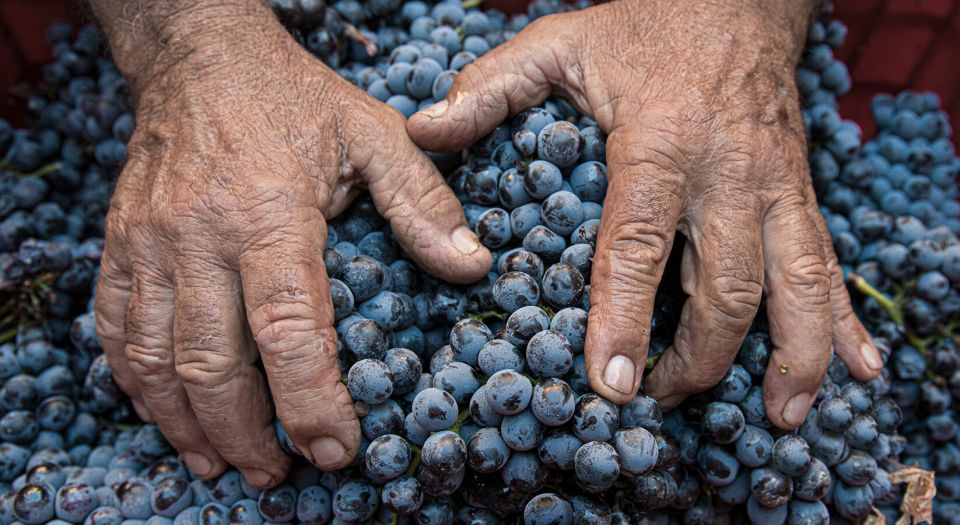 Montalcino: Brunello Wine Tasting & Lunch in a Tuscan Castle - Customer Ratings and Reviews