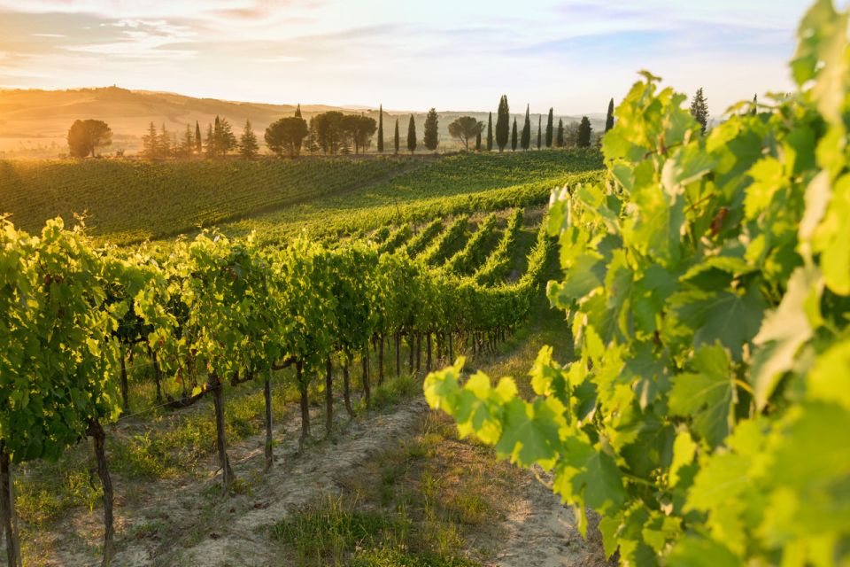 Montalcino: Brunello Wine Tasting & Lunch in a Tuscan Castle - Recap