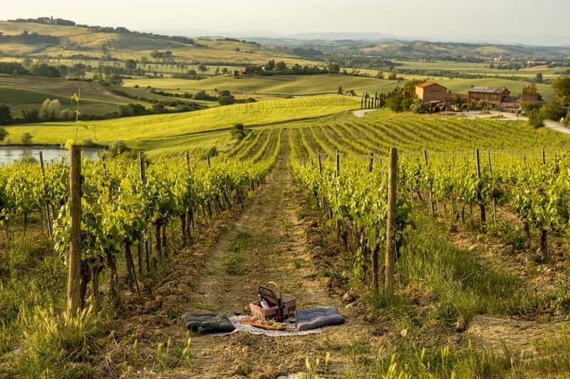 Montalcino: exclusive vineyard picnic with wine - What the Experience Includes