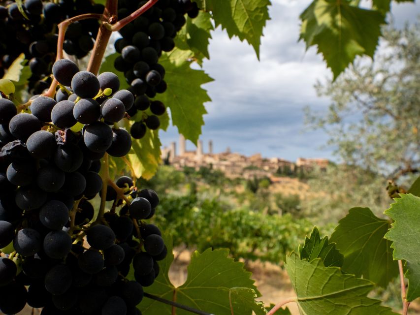 Montalcino: Historic Winery Tour With Two Wine Tastings - Experience Highlights