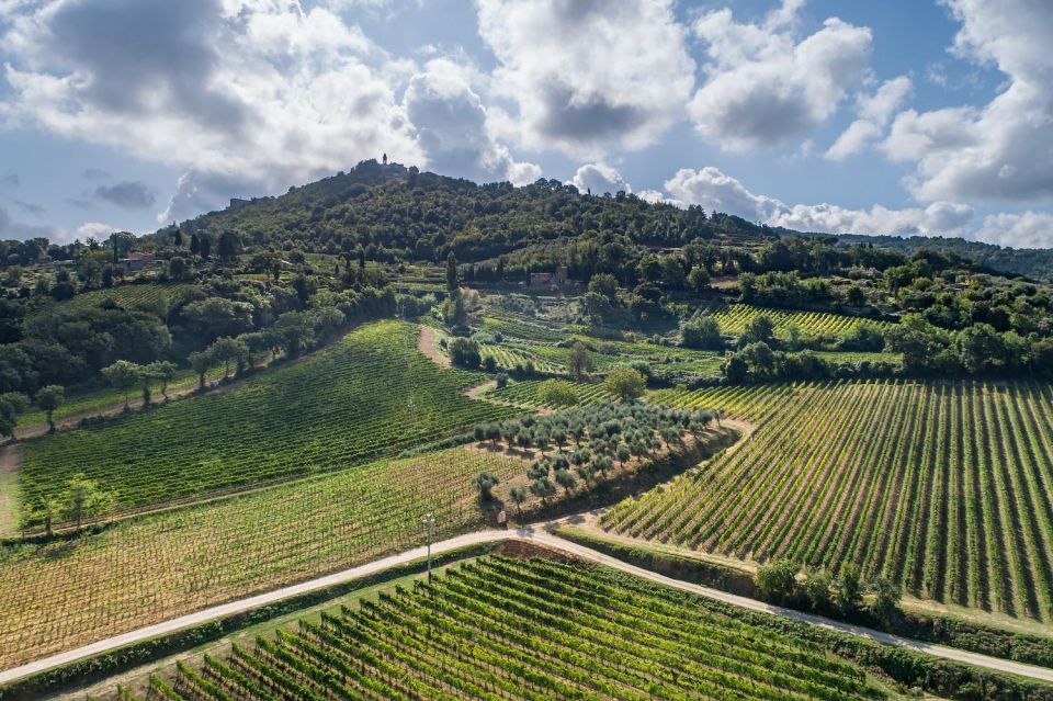 Montalcino: Premium Wine Tasting With Light-Lunch and Tour - Tasting the Wines