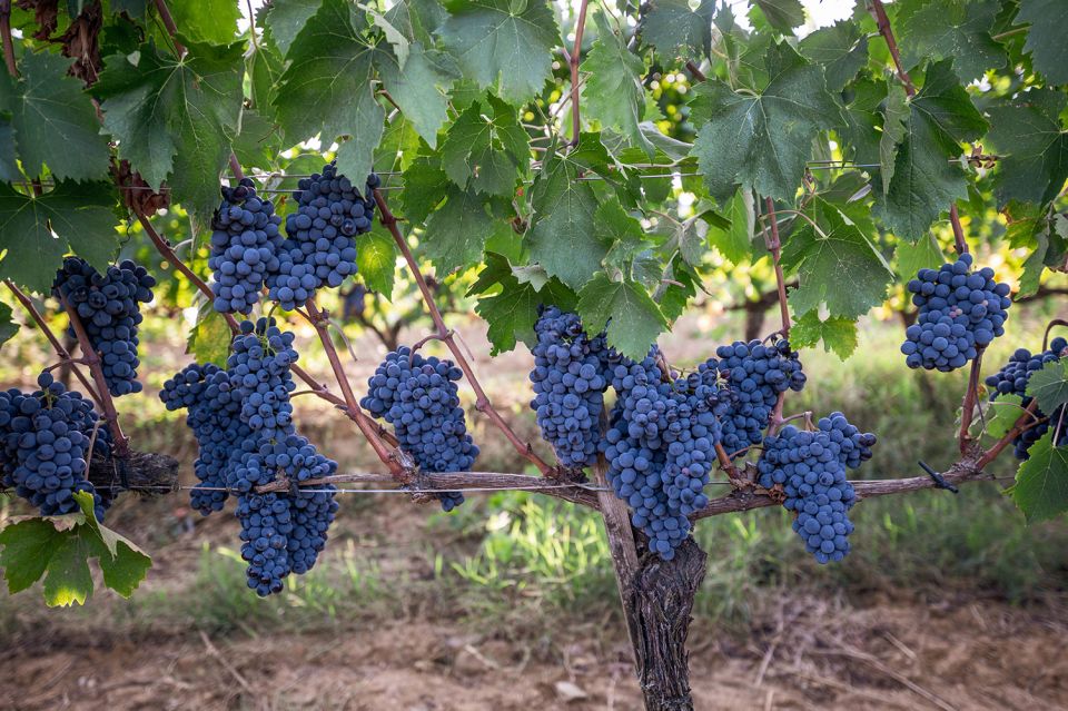 Montalcino: Private Cellar Tour, Wine Tasting & Appetizers - Wine Selection and Tasting