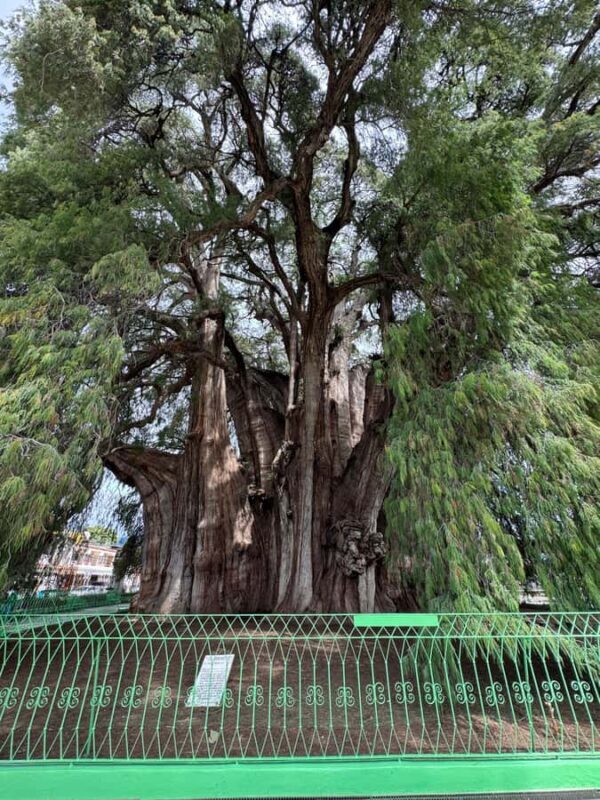 Monte Albán and Mitla Day Tour - Key Points