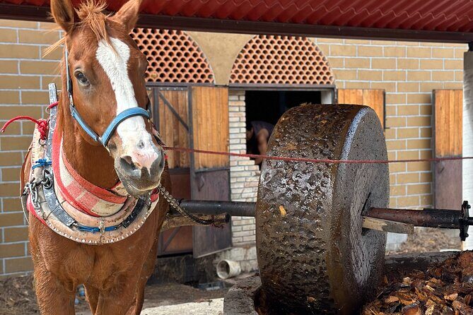 Monte Albán, Hierve el Agua, Mezcal distillery & Teotitlán rugs - The Sum Up