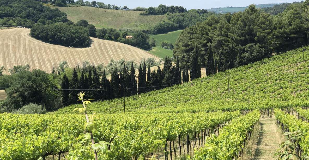 Monte San Bartolo: E-Bike Rental With Picnic Basket - Suitable Participants