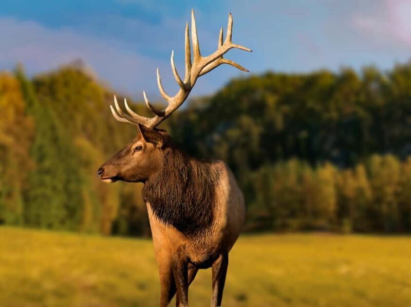 Montebello, QC: General Admission to Parc Omega - Key Points