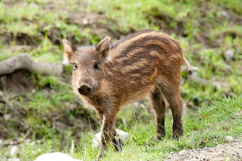 Montebello, QC: General Admission to Parc Omega - A Closer Look at Parc Omega