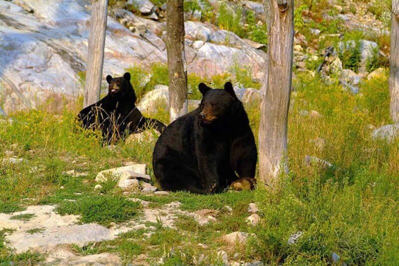 Montebello, QC: General Admission to Parc Omega - Final Thoughts