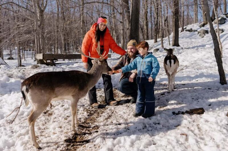 Montebello, QC: Morning VIP Tour at Parc Oméga - An Authentic Wildlife Encounter in Quebec