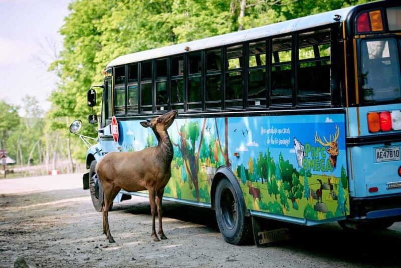 Montebello, QC: Morning VIP Tour at Parc Oméga - Access and Flexibility After the Tour
