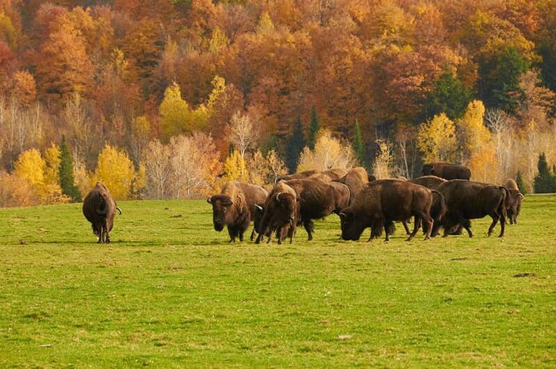 Montebello, QC: Morning VIP Tour at Parc Oméga - Is It Worth the Price?