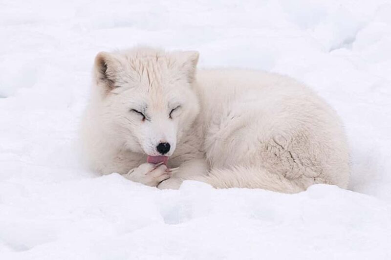 Montebello, QC: Morning VIP Tour at Parc Oméga - Practical Tips for Visitors