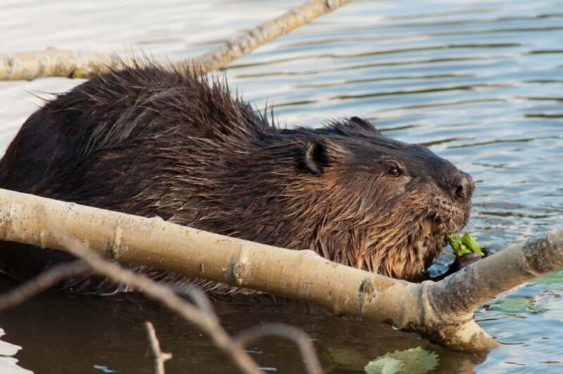 Montebello, QC: Morning VIP Tour at Parc Oméga - Overall Value and Who It’s Best For