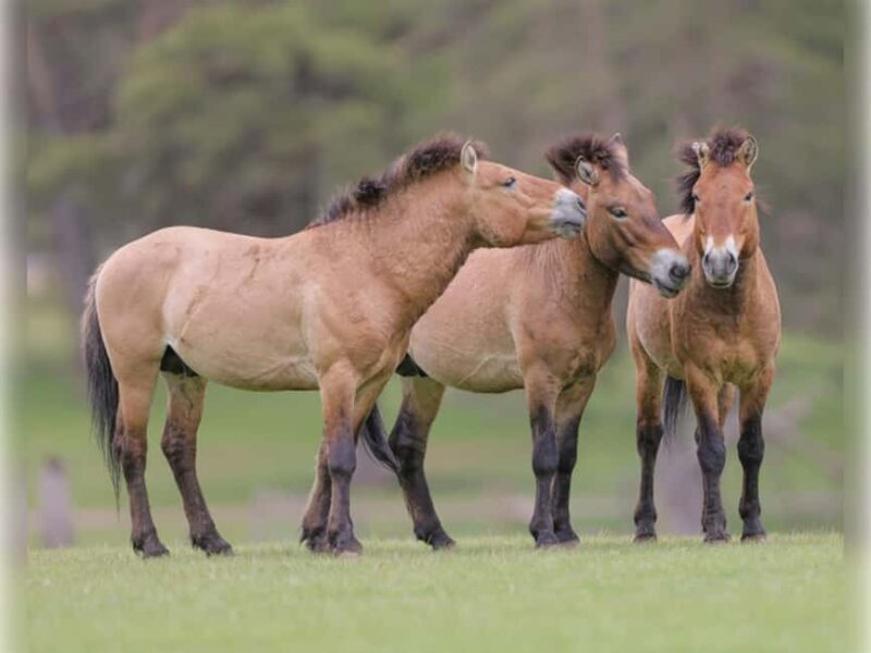 Montebello, QC: Morning VIP Tour at Parc Oméga - FAQ