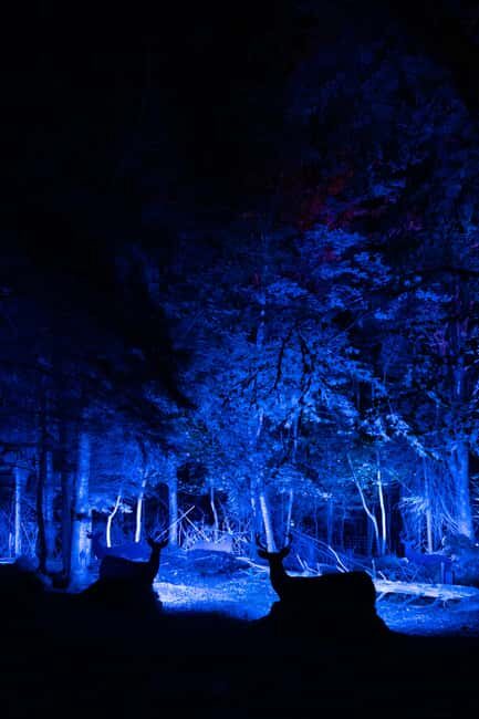 Montebello, QC: Omega Park ONIRO Immersive Experience at Night - The Reviews Speak Volumes