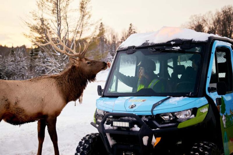 Montebello, QC: Parc Omega Guided Animal Feeding in an All-Terrain Vehicle - Key Points