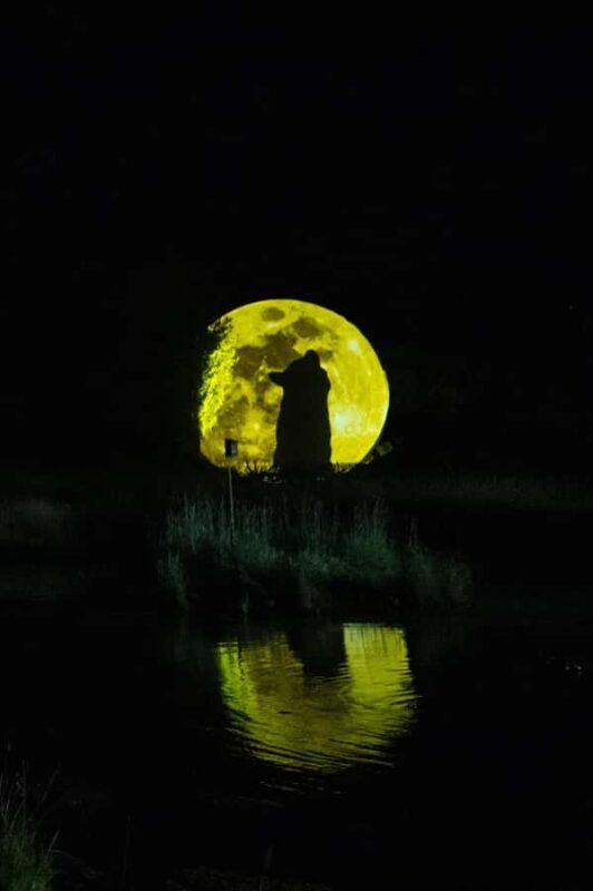 Montebello, QC: Parc Omega ONIRO Immersive Experience at Night - Key Points