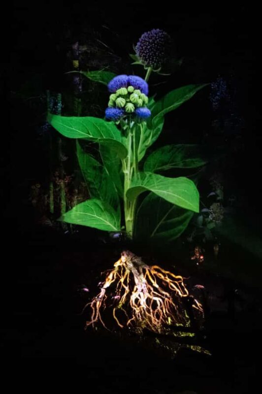 Montebello, QC: Parc Omega ONIRO Immersive Experience at Night - Authenticity and Reviews