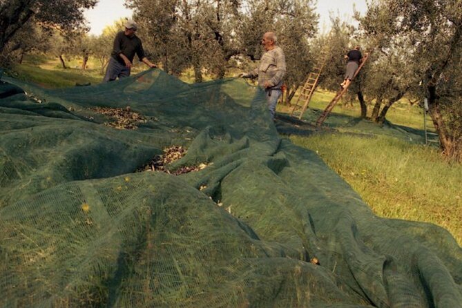 Montefalco: Winery and Oil Mill Tour in With Light Lunch - Tour Itinerary