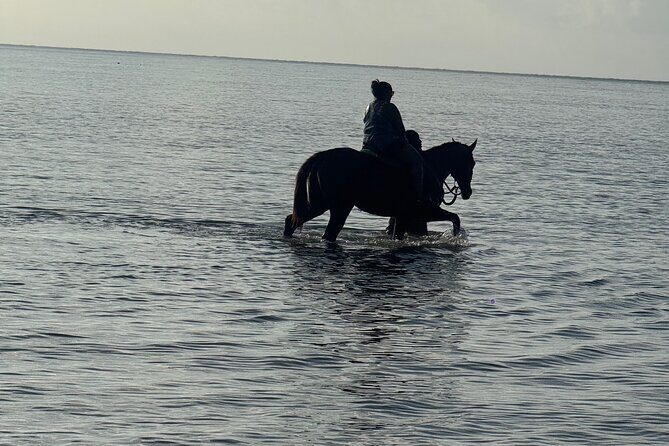 Montego Bay Beach Horseback Riding Tour - The Experience You Get