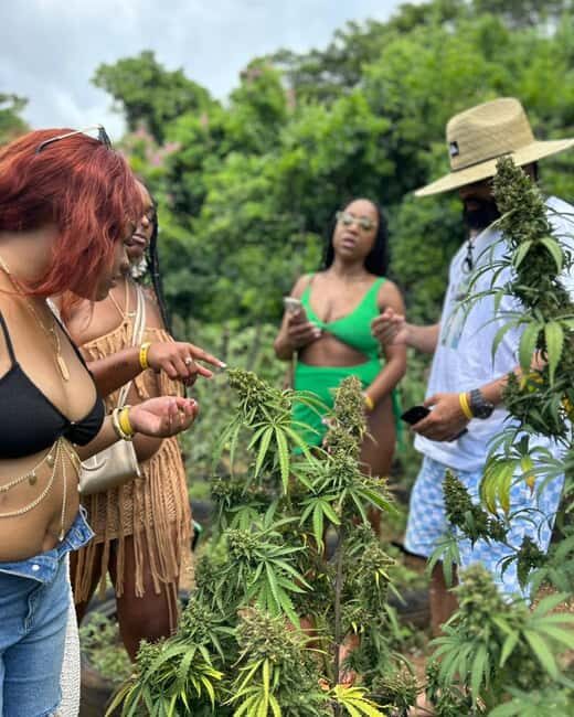 Montego Bay: Cannabis Farm, Bamboo Rafting, & Foot Massage - Who Will Love This Tour?