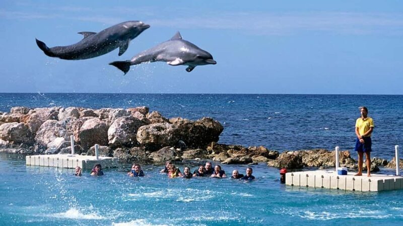 Montego Bay: Dolphin Cove Ocho Rios Day Trip with Transfers - Key Points