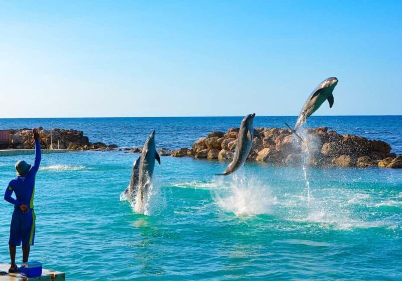Montego Bay: Dolphin Cove Ocho Rios Day Trip with Transfers - The Practical Side: Transportation, Timing, and Tips