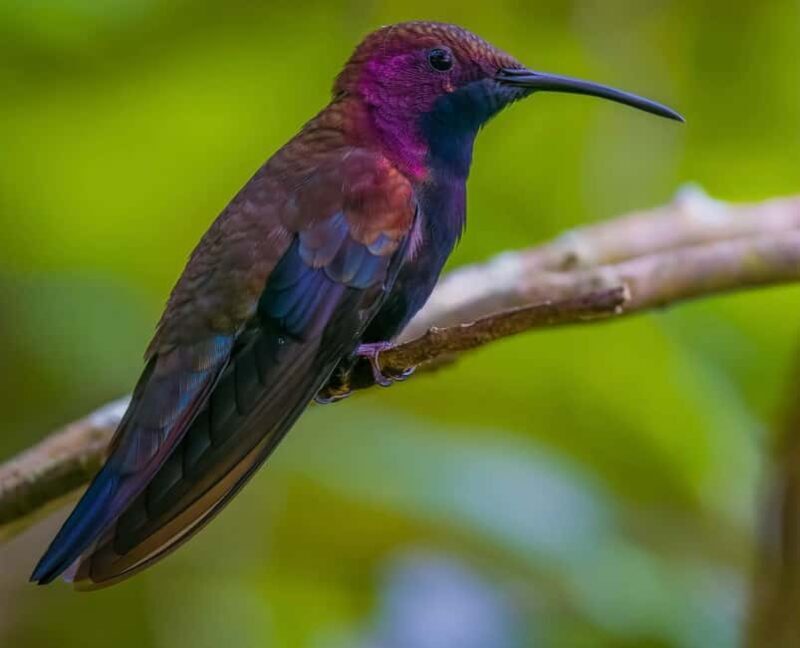 Montego Bay/Falmouth: Rockland Bird Sanctuary Private Tour - What You Can Expect at Rockland Bird Sanctuary