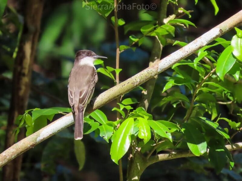 Montego Bay/Falmouth: Rockland Bird Sanctuary Private Tour - Frequently Asked Questions