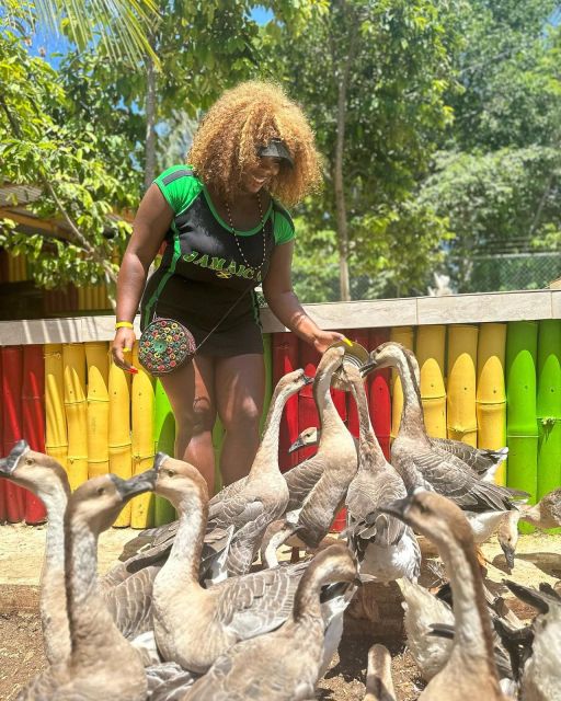 Montego Bay: Marijuana Farm and Bird Sanctuary Tour - Interacting With Exotic Birds