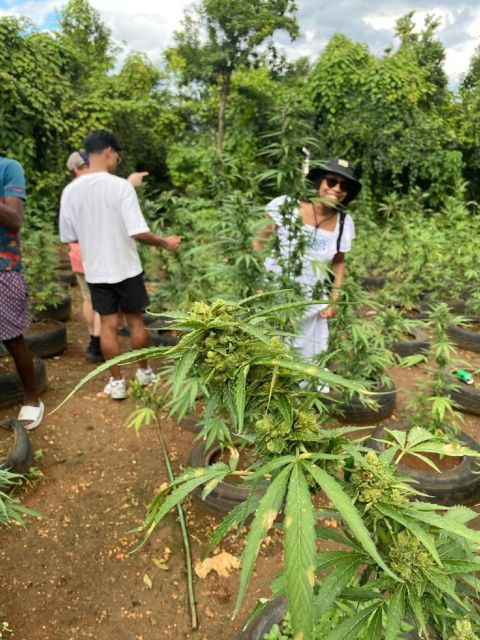 Montego Bay: Marijuana Farm and Bird Sanctuary Tour - Booking and Pricing Details