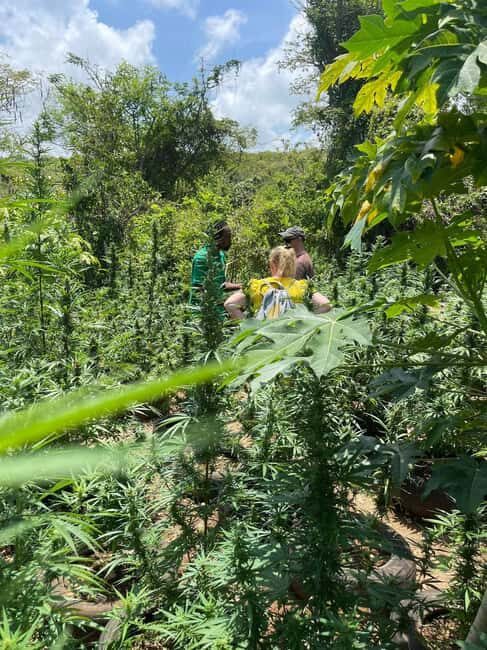 Montego Bay: Marijuana Farm Private Tour with Transportation - The Authentic Touch: What Reviewers Love Most