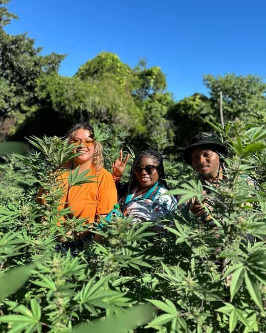 Montego Bay: Marijuana Farm Private Tour with Transportation - Final Thoughts