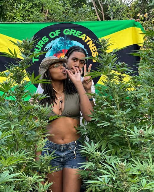 Montego Bay Marijuana Farm Tour - Introducing the Montego Bay Marijuana Farm Tour