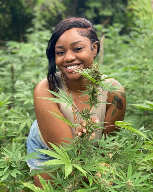 Montego Bay Marijuana Farm Tour - Key Points