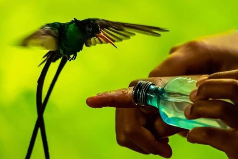 Montego Bay: Private Rocklands Bird Sanctuary Trip - An In-Depth Look at the Experience