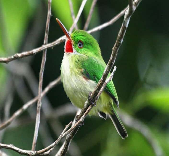 Montego Bay: Private Rocklands Bird Sanctuary Trip - Practical Considerations