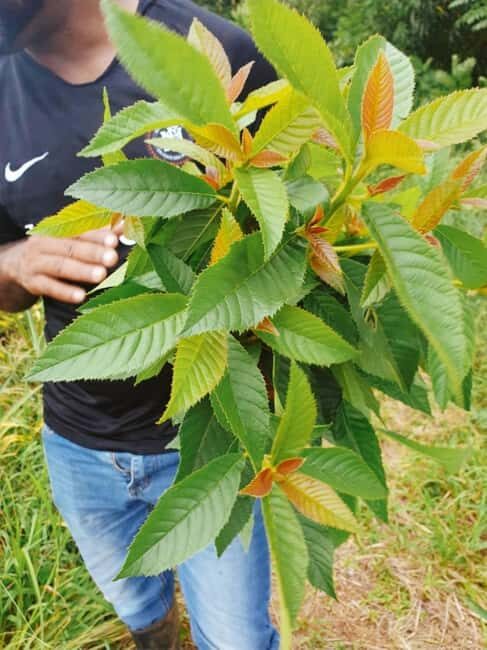 Montego Bay: The Great Kids Quest to the South Coast - Authenticity and Local Flavor